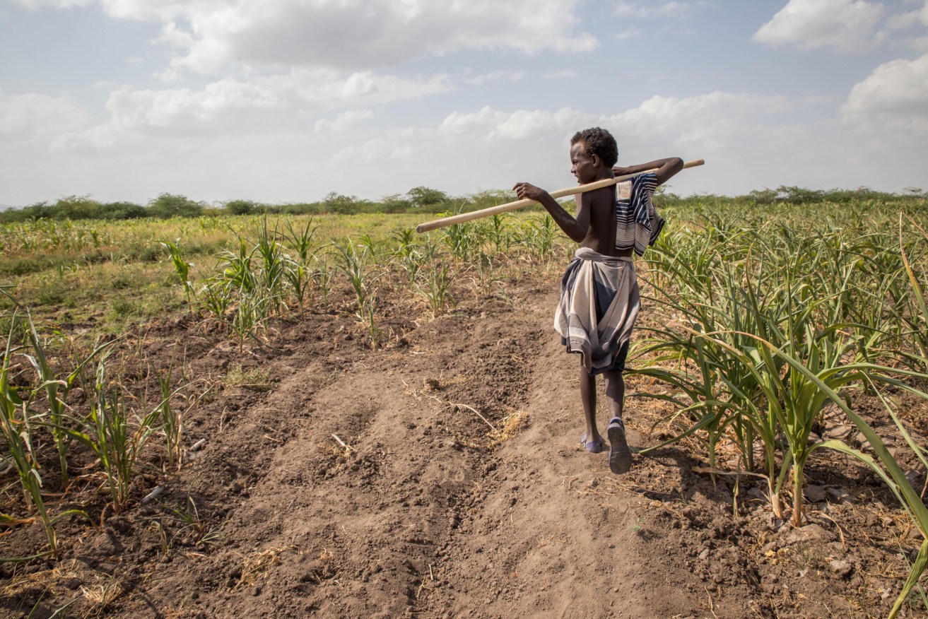 A boy walks through failed crops and farmland in the Magenta area of Afar, Ethiopia. Photo: AP/Mulugeta Ayene