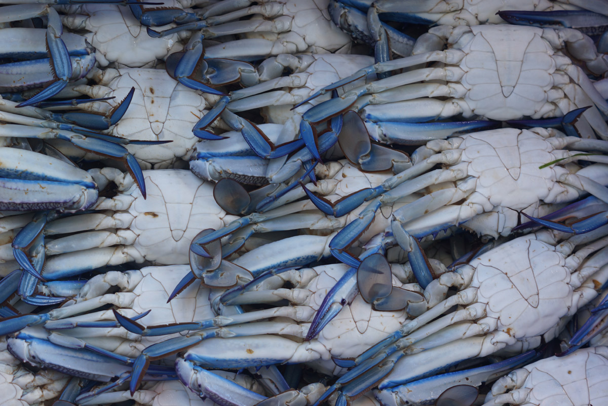 Seasonal seafood: blue swimmer crabs - InDaily