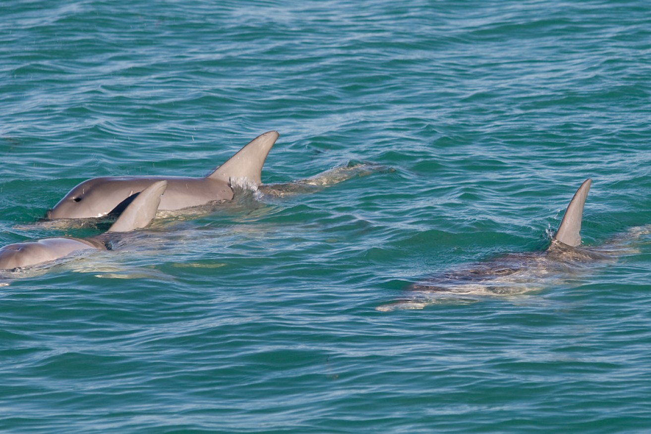 Bottlenose dolphins. Photo:  Peter Nijenhuis / flickr
