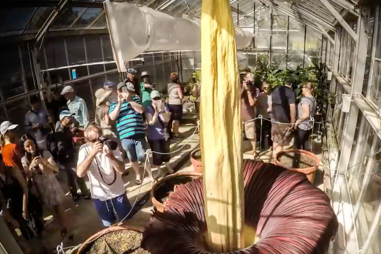 Crowds at Mt Lofty Botanic Gardens viewing and smelling the "corpse flower".