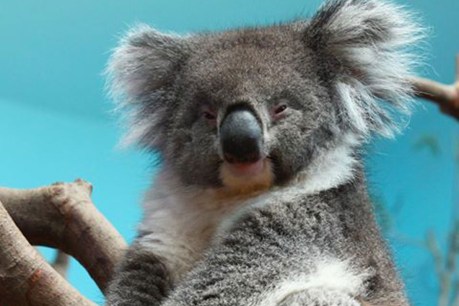 Disease claims SA koala in Chinese wildlife program