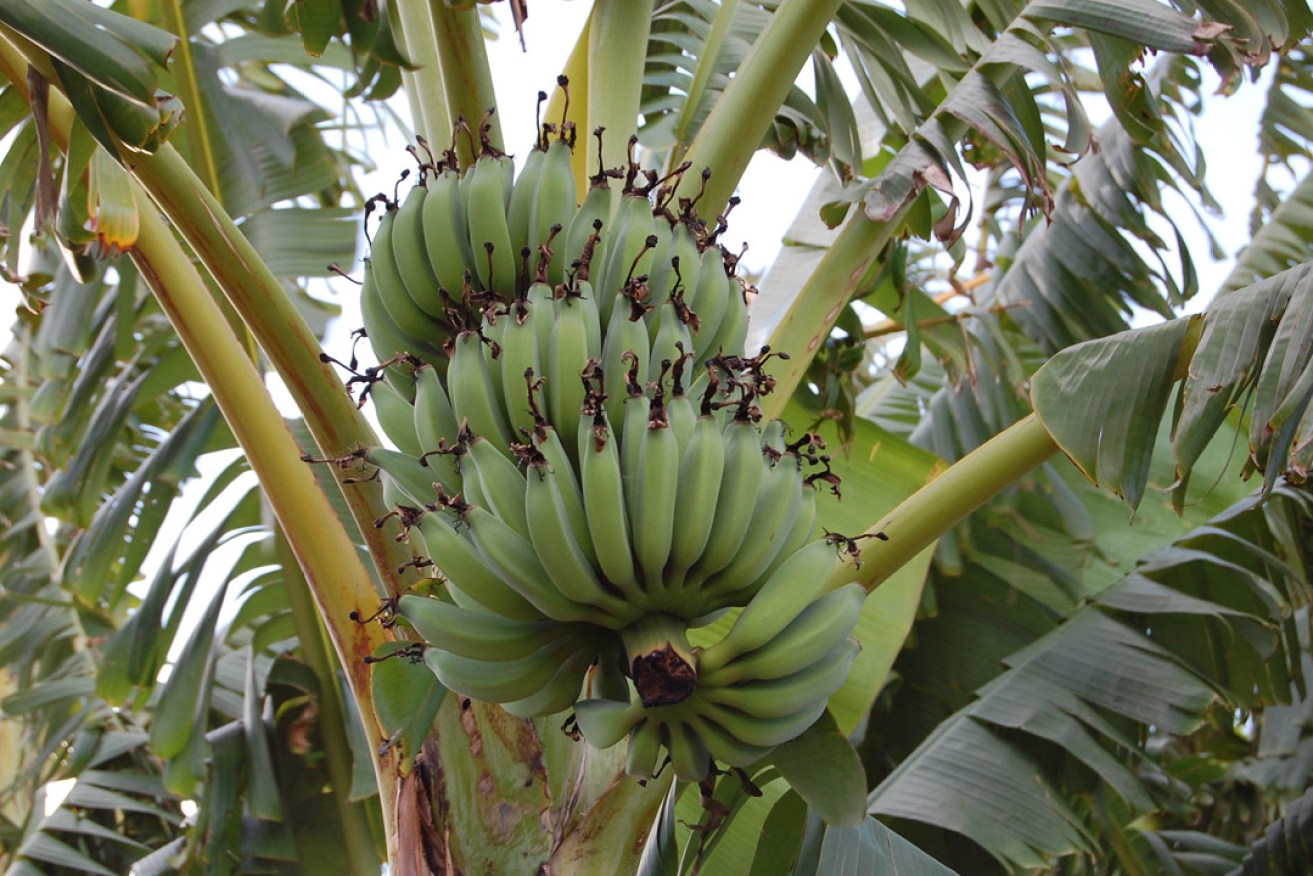 Some of the banana plants fruiting at Aldna Farms. Photo: supplied