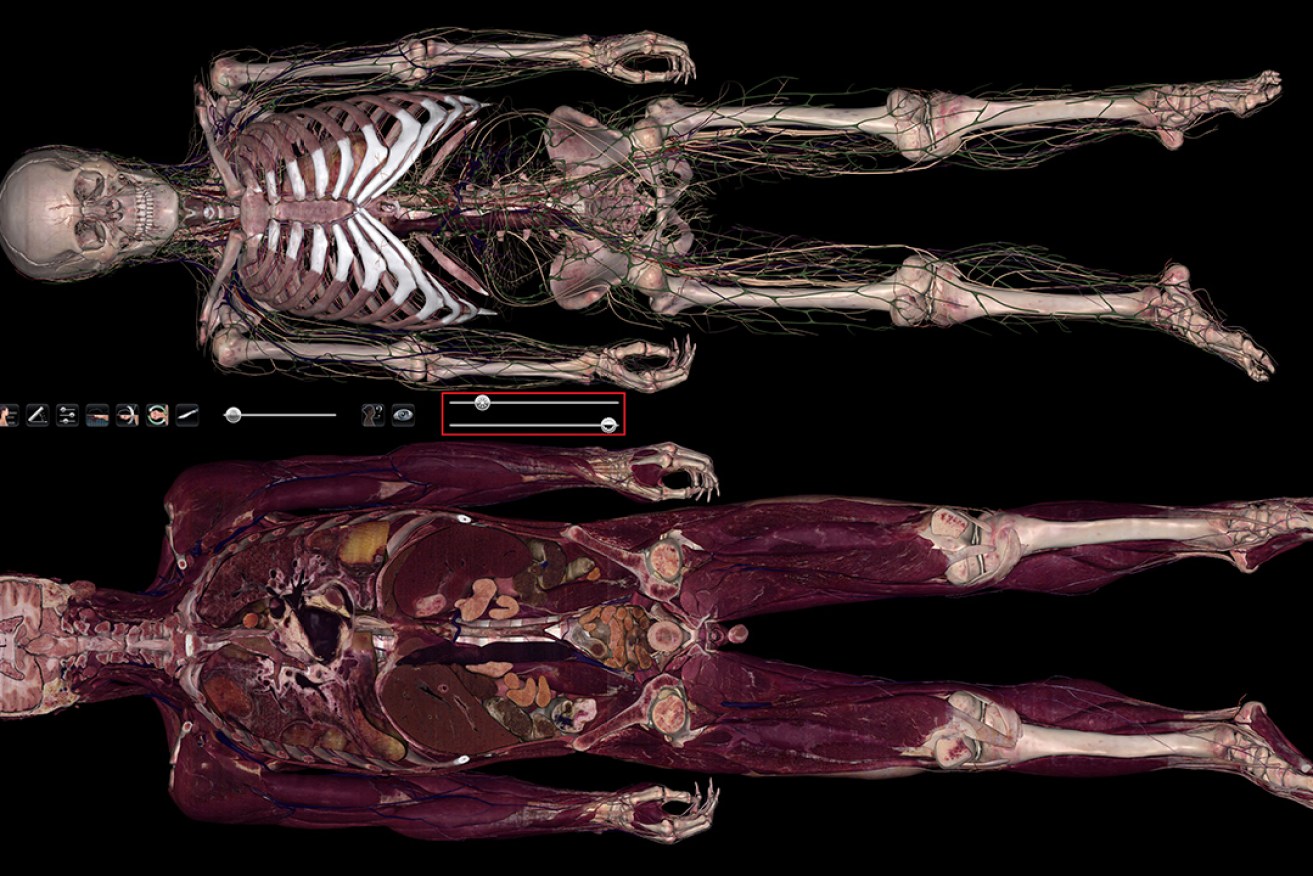 The life-size medical devices offer the most technologically advanced system for human anatomy education in the world.