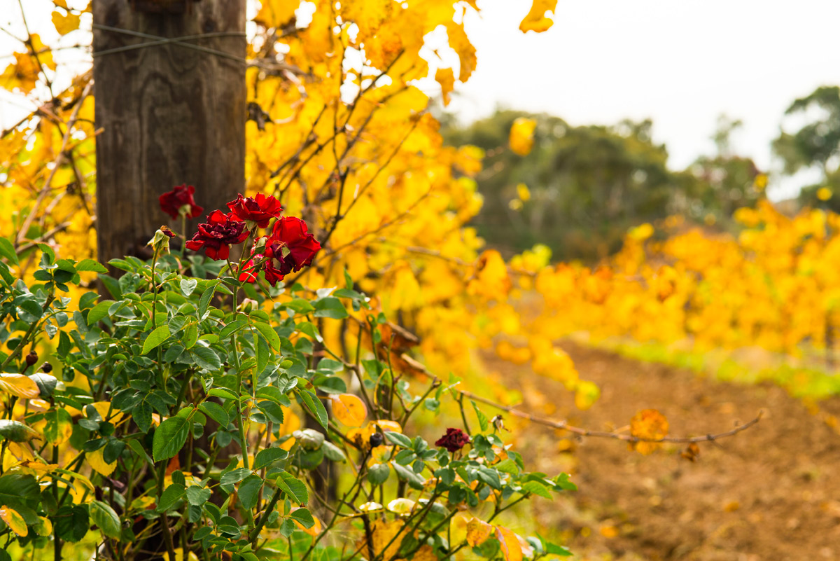 Clare-Valley-vineyards-autumn