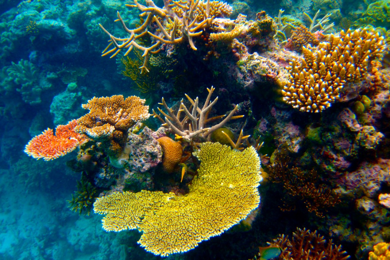 Australia's Great Barrier Reef. Photo: Kyle Taylor / flickr