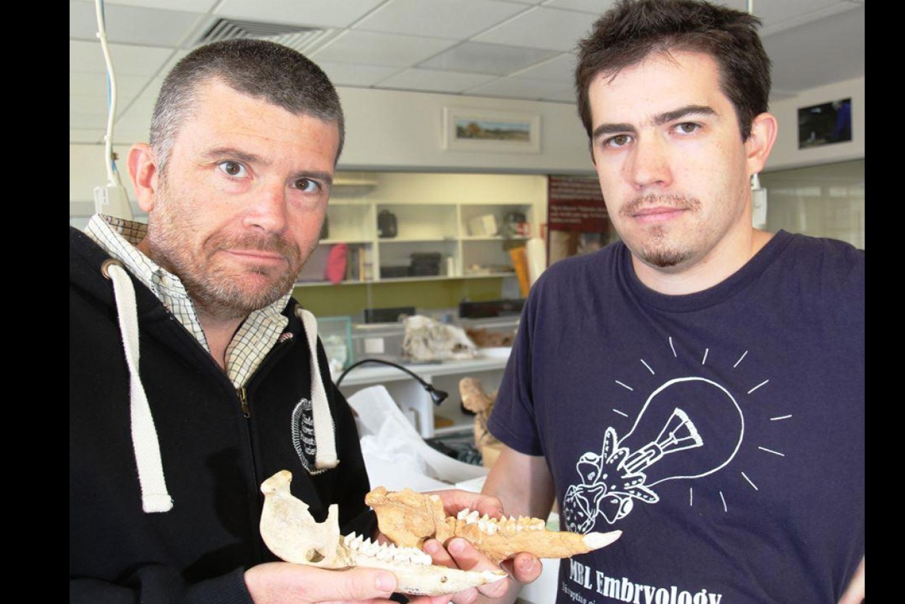 Researchers Aidan Couzens and Gavin Prideaux examining the teeth of extinct kangaroos at the Palaeontology Laboratory at Flinders University, Adelaide. 