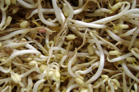Salmonella outbreak: SA Health issues bean sprouts warning