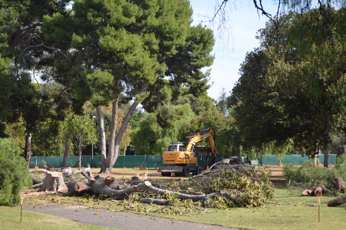 Trees cut down to make way for the O-Bahn extension. Photo: Bension Siebert / InDaily