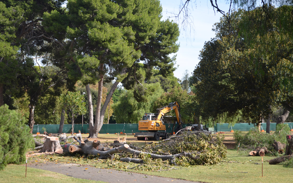 Trees cut down to make way for the O-Bahn extension. Photo: Bension Siebert / InDaily