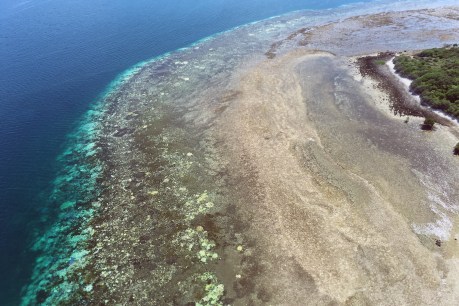 Coral death toll high on reef: scientists