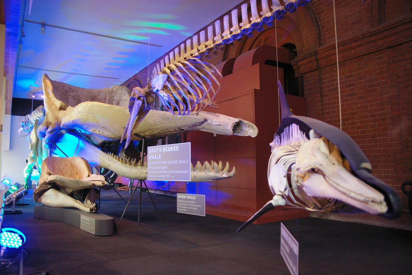 The Museum's Sperm Whale with friends in the front foyer. Photo: Charlotte Rollinson courtesy of the South Australian Museum