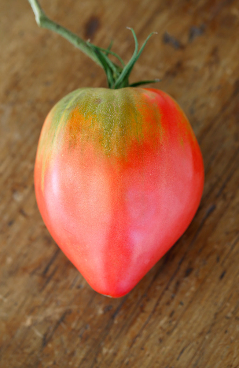 Maggie's-Hungarian-heart-tomato