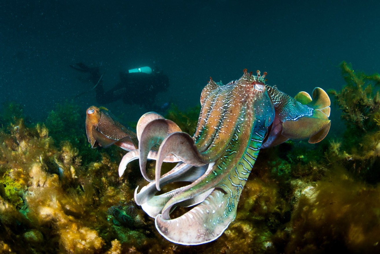 The cuttlefish have striking colours. Photo: Carl Charter
