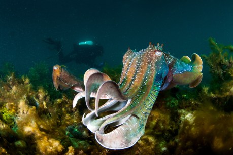 Cuttlefish put on an amazing technicolour sea show
