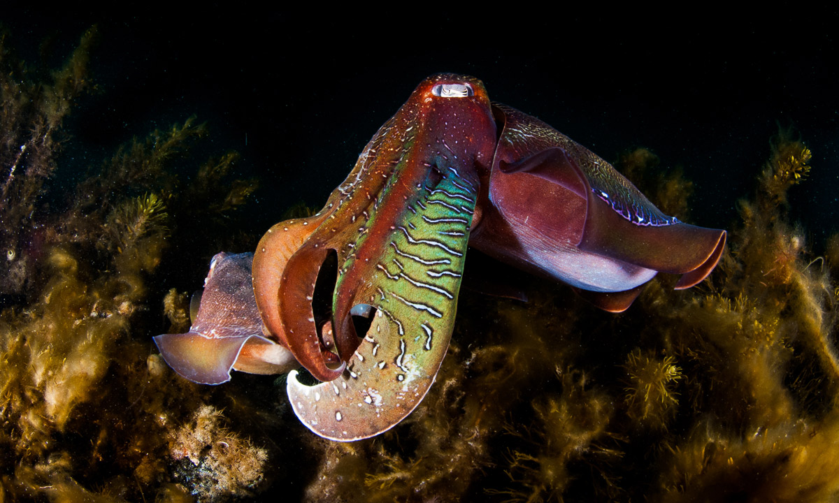 'Incredible to watch' - the giant Australian cuttlefish. Photo: Carl Charter