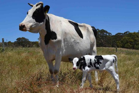 SA organic dairy struggles to meet sky-rocketing demand