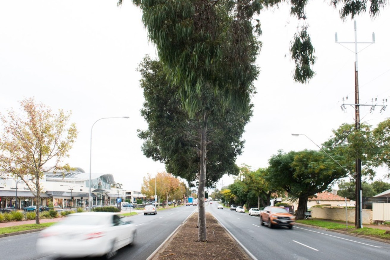 The tender to replace eastern suburbs' streetlights is estimated to be worth $50 million. Photo: Nat Rogers/InDaily