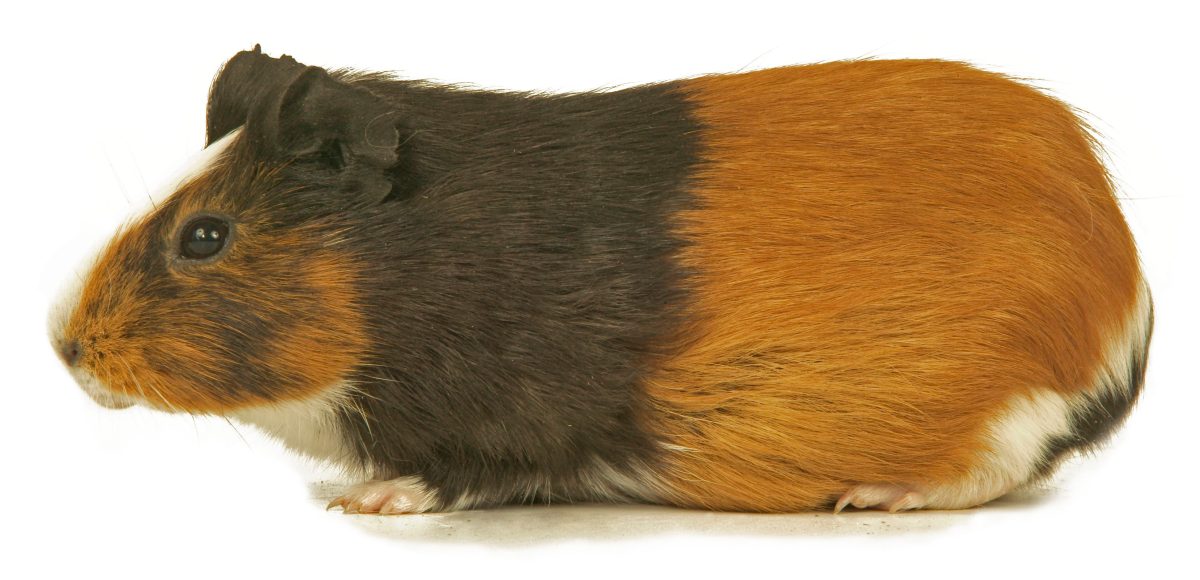 Short-Haired Guinea Pig (AAP/Mary Evans/Ardea/Jean-Michel Labat) | NO ARCHIVING, EDITORIAL USE ONLY