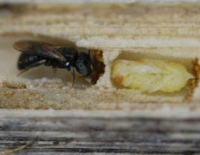 Small carpenter bee. Photo courtesy Sandra Rehan, University of New Hampshire.