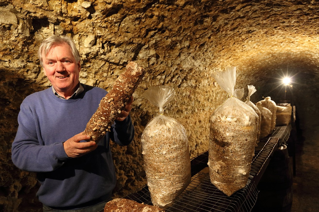 McLaren Vale winemaker Mark Maxwell in the tunnel holding a “log” that’s used to grow shiitake mushrooms for his winery restaurant Ellen Street.