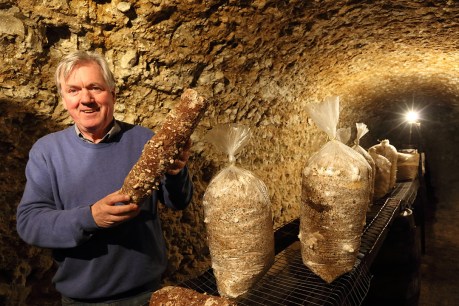 Mushrooms: from cave to kitchen
