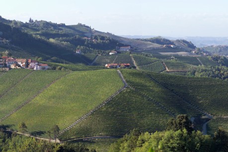The mystery and allure of Nebbiolo