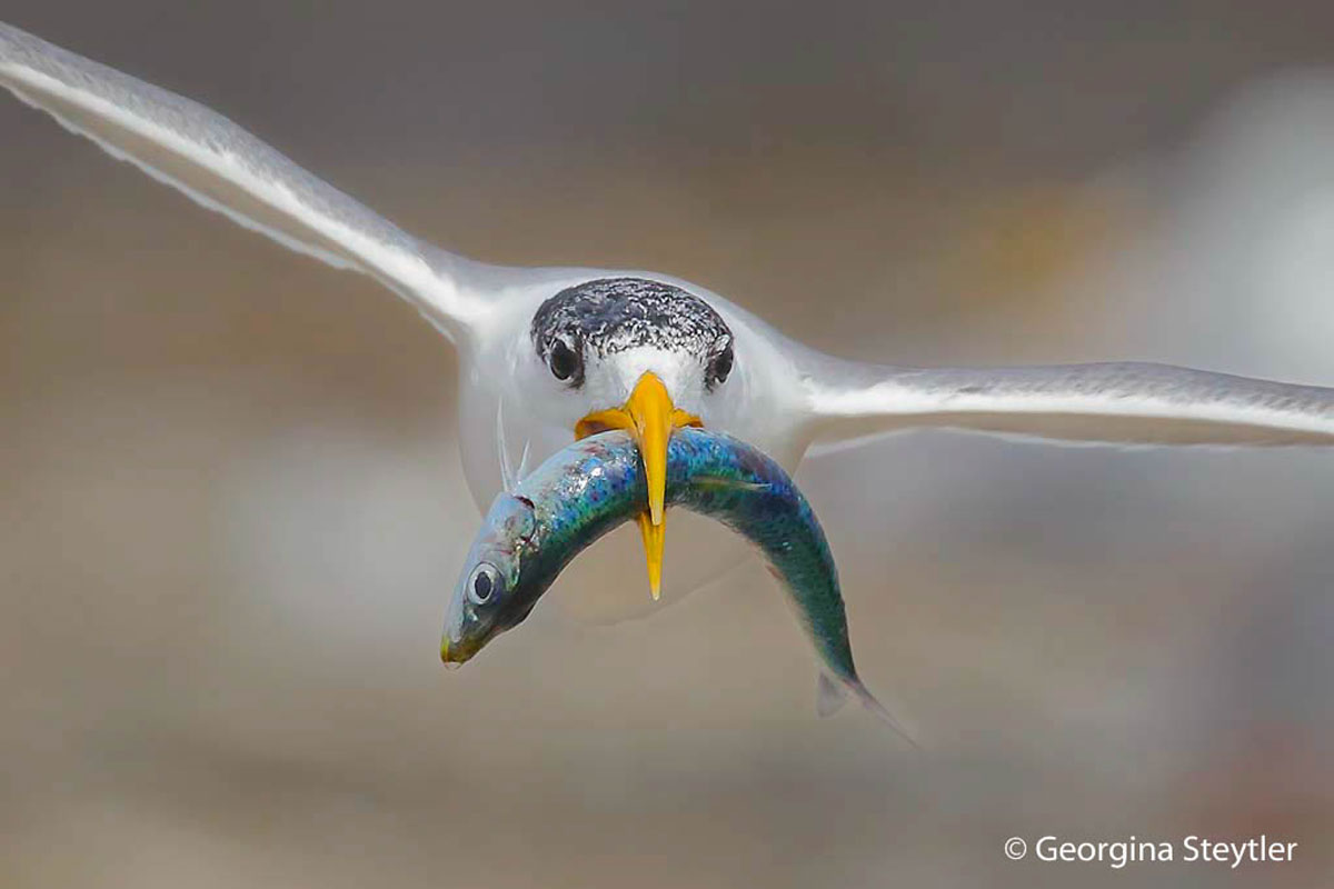 Image by Georgina Steytler, a finalist in the Australian Georgraphic Nature Photographer of the Year competition.