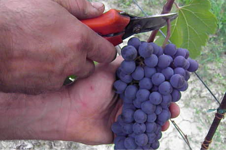 Low-hanging fruit: SA wine grape growers vulnerable to water buybacks