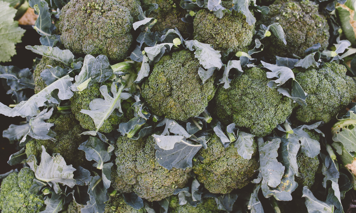 broccoli-2-Photo-Andre-Castellucci