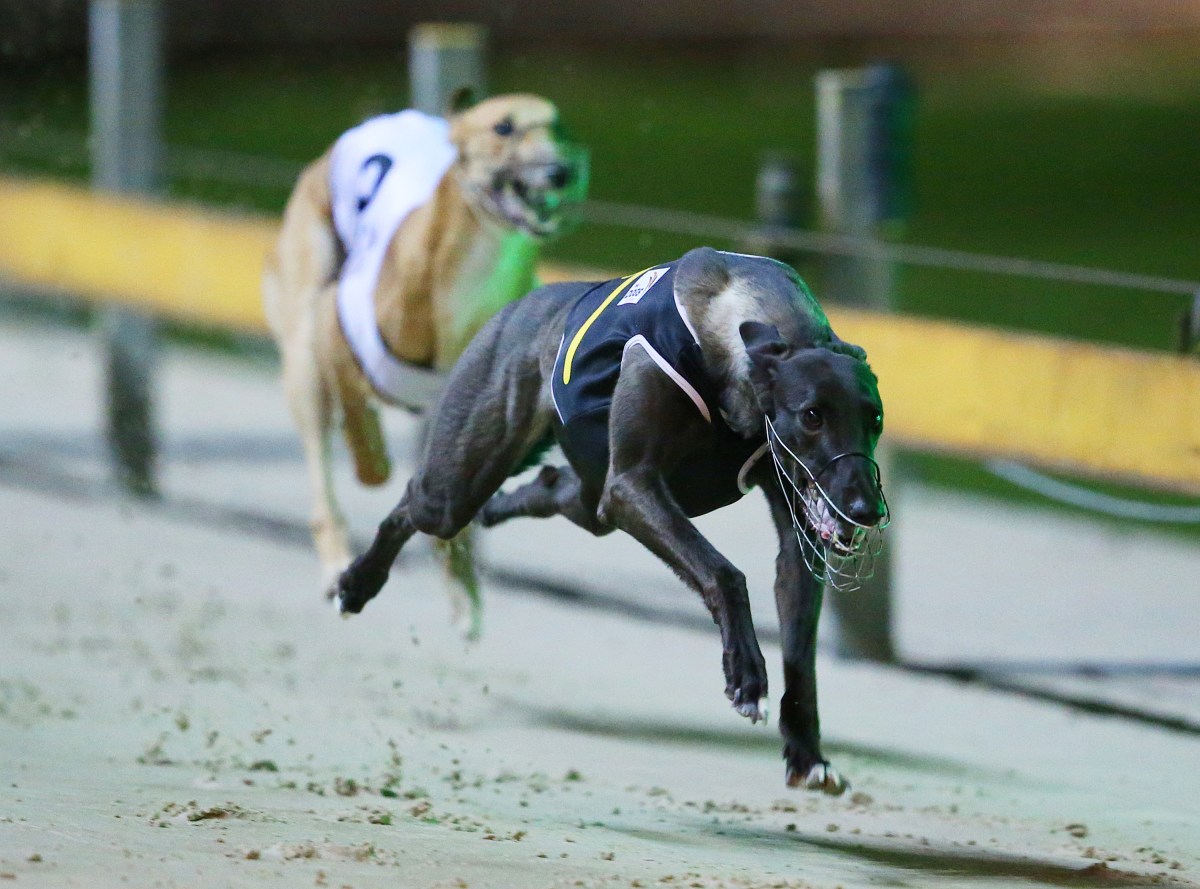 Greyhound dogs race at the Wentworth Park stadium in Sydney, Wednesday, July 13, 2016. Greyhound racing has returned to Sydney's Wentworth Park and other NSW tracks for the first time since the state government announced plans to ban it. Last week Premier Mike Baird announced plans to shut down the sport in NSW following a Special Commission of Inquiry report that found "chilling" evidence of systemic animal cruelty within the industry. (AAP Image/David Moir) NO ARCHIVING, EDITORIAL USE ONLY