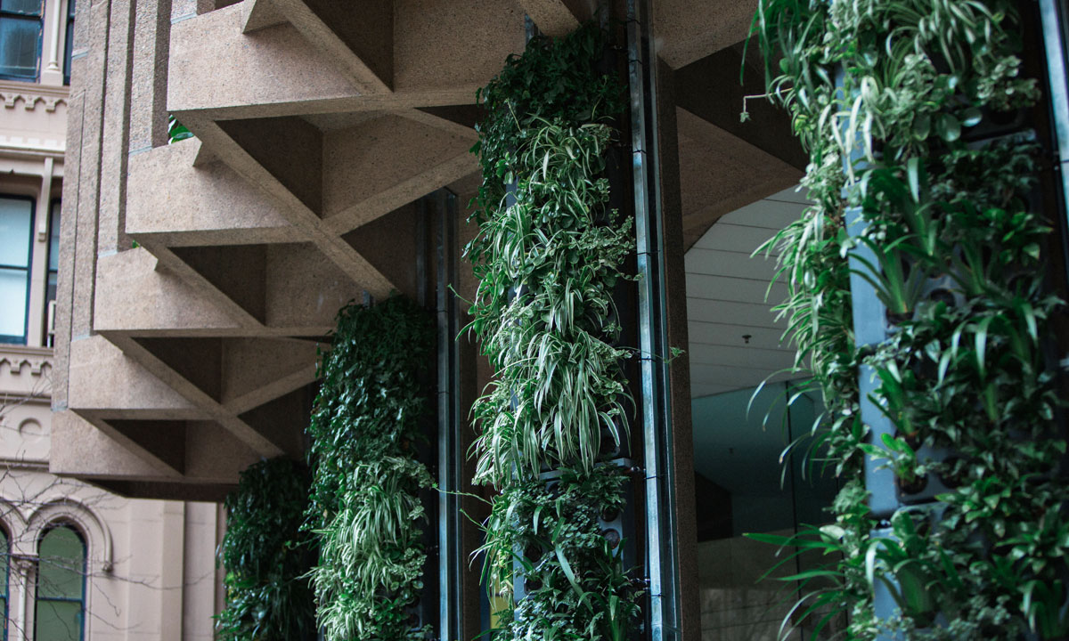 The green wall on the Adelaide City Council's Pirie Street building. 