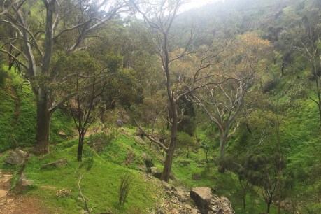 Discover Adelaide’s hidden walking trails: Ambers Gully
