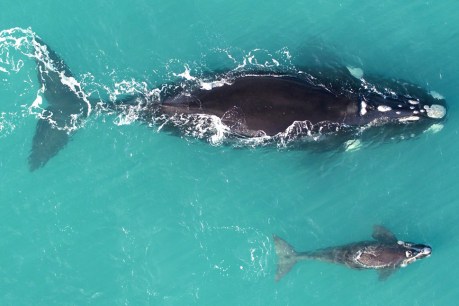 Whale baby boom confirms southern right recovery