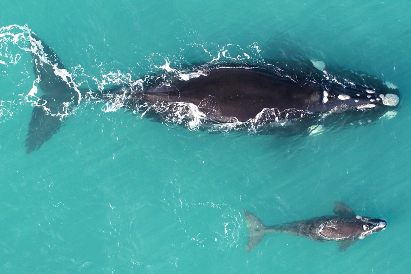 Whales head to the sheltered waters at Head of Bight in May and stay until October. Photo: F Christiansen, Murdoch University Cetacean Research Unit