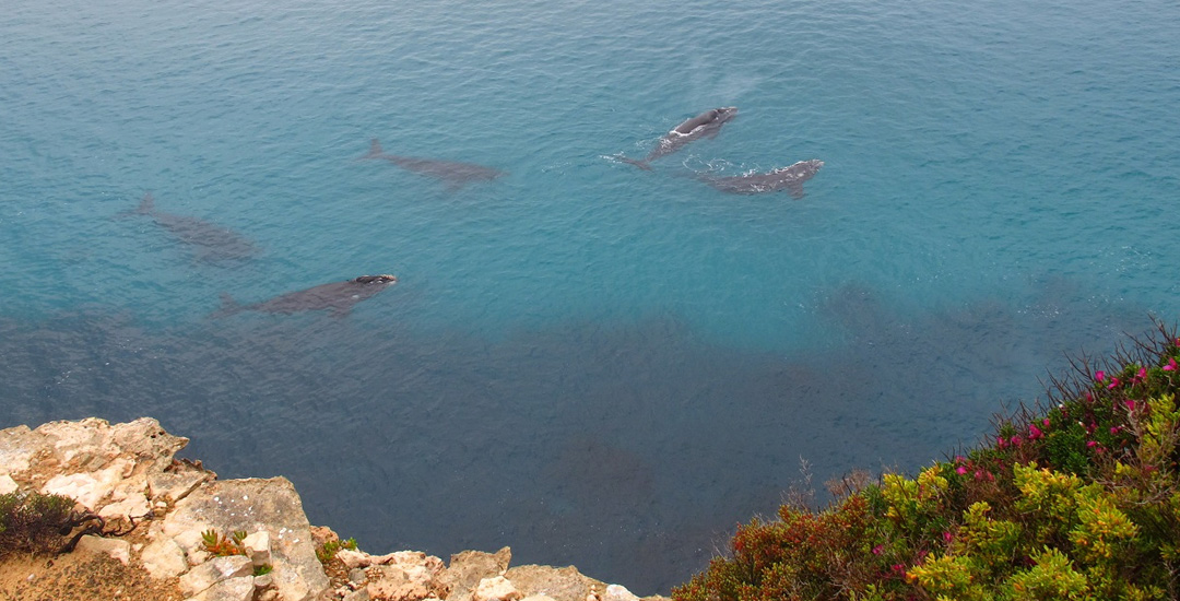Photo courtesy of Curtin University Great Australian Bight Right Whale Study.