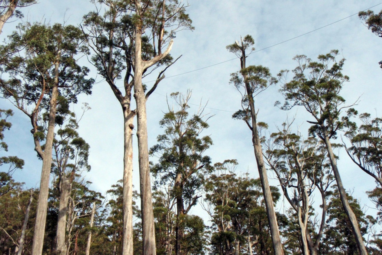 The Adelaide City Council has purchased thousands of tonnes of carbon offsets from Tasmanian forest projects. Photo: AAP