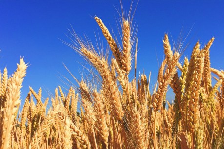 World grain demand pushes SA to record export high