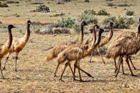 Small emus’ size related to island homes