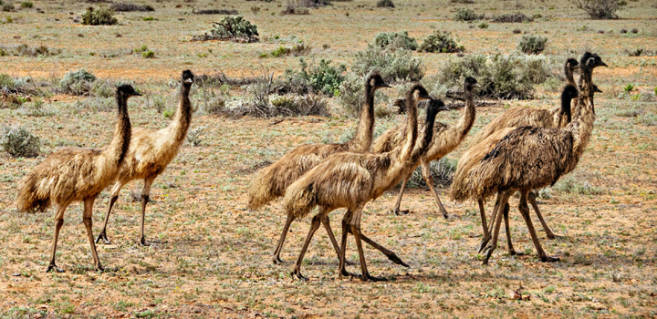Emus in the Flinders Ranges. Photo: Tim Lindner