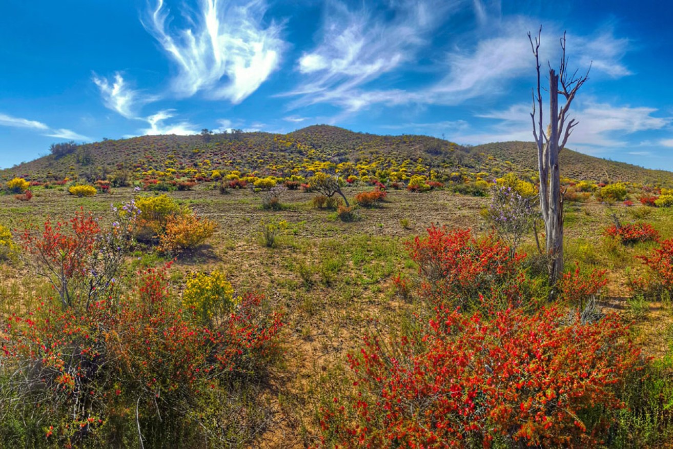 Wildflowers are blooming in the Flinders Ranges following record rains. Pihoto: Tim Lindner/Born Free Photography