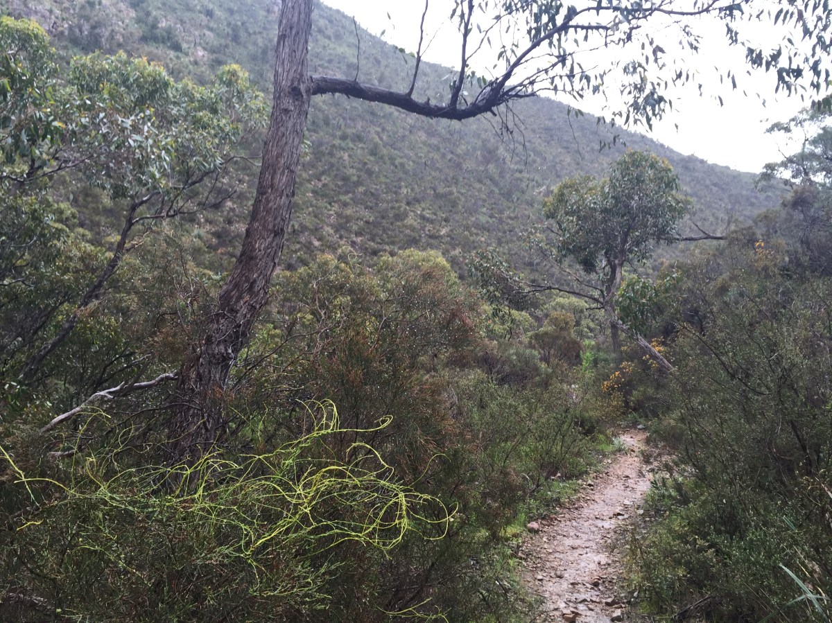 Adelaide's hidden walking trails: Black Hill Summit