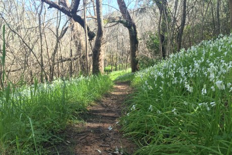 Adelaide’s hidden walking trails: Horsnell Gully