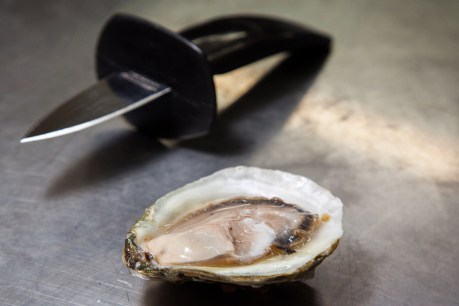 Oyster breakthrough opens doors to Asia