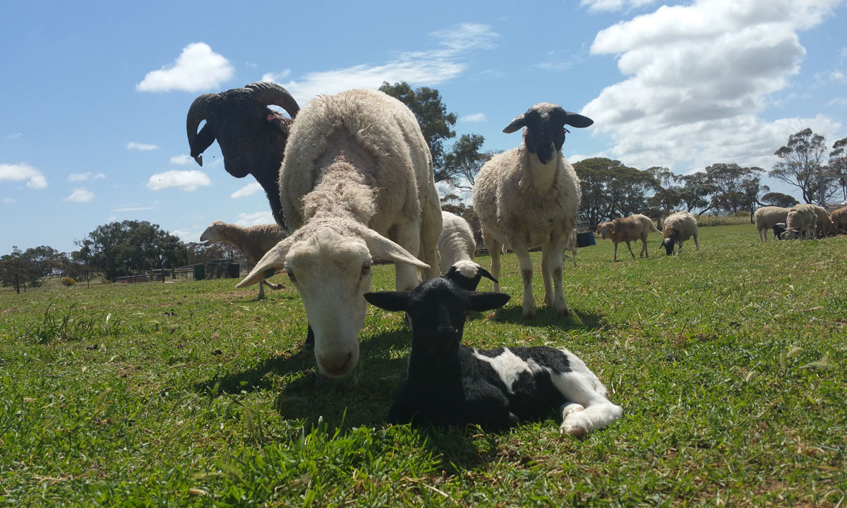 The Atherton Farms's spring lambs. 