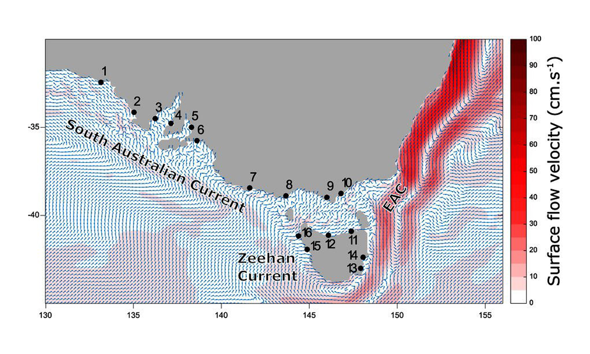Map showing the 16 sampling sites. Arrows indicate the net direction of current surface flow and the colour gradient represents flow velocity.