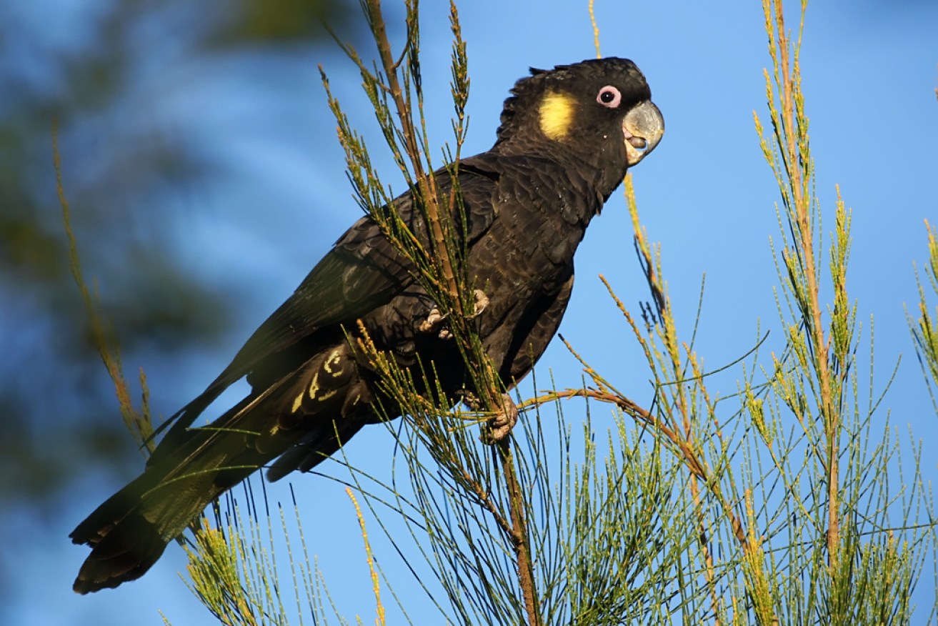 Yellow-tailed Black Cockatoo. Photo: David Cook /Flickr