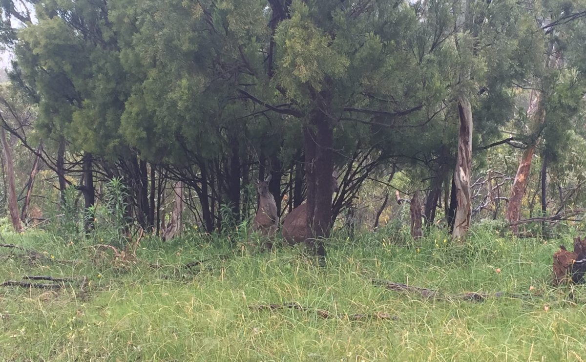 Kangaroo spotting. Photo: Jodie Vidakovic