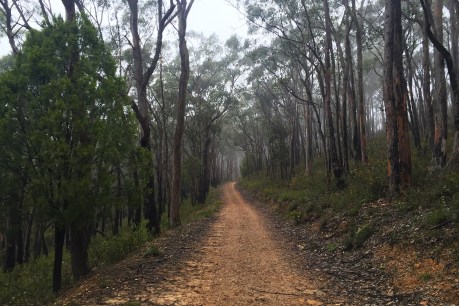 Adelaide’s hidden walking trails: Winter Track and Long Ridge Track