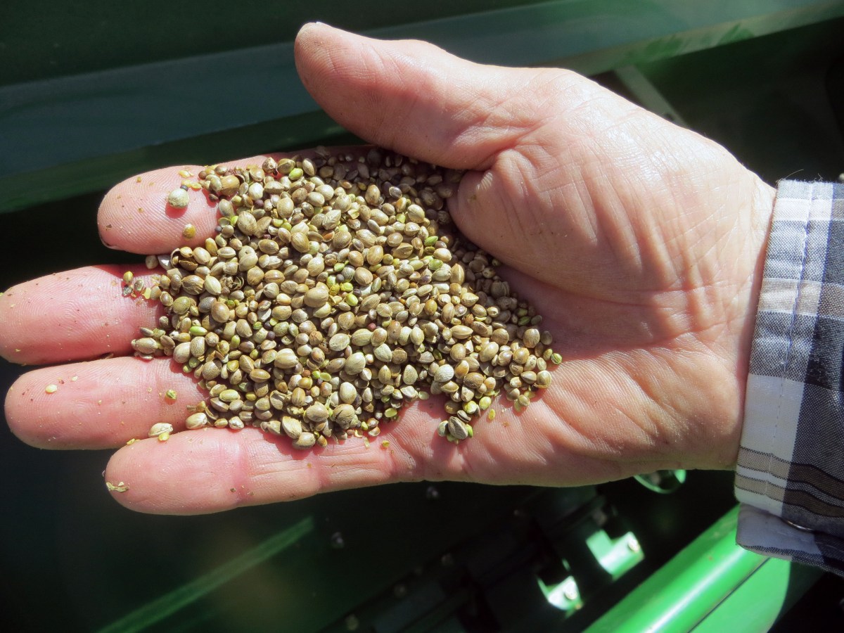 In this May 19, 2014 photo, a farmer holds a handful of hemp seeds, on a day of planting in Sterling, Colo. Marijuanas square cousin, industrial hemp, has come out of the black market and is now legal for farmers to cultivate, opening up a new and potentially lucrative market. (AP Photo/Kristen Wyatt)