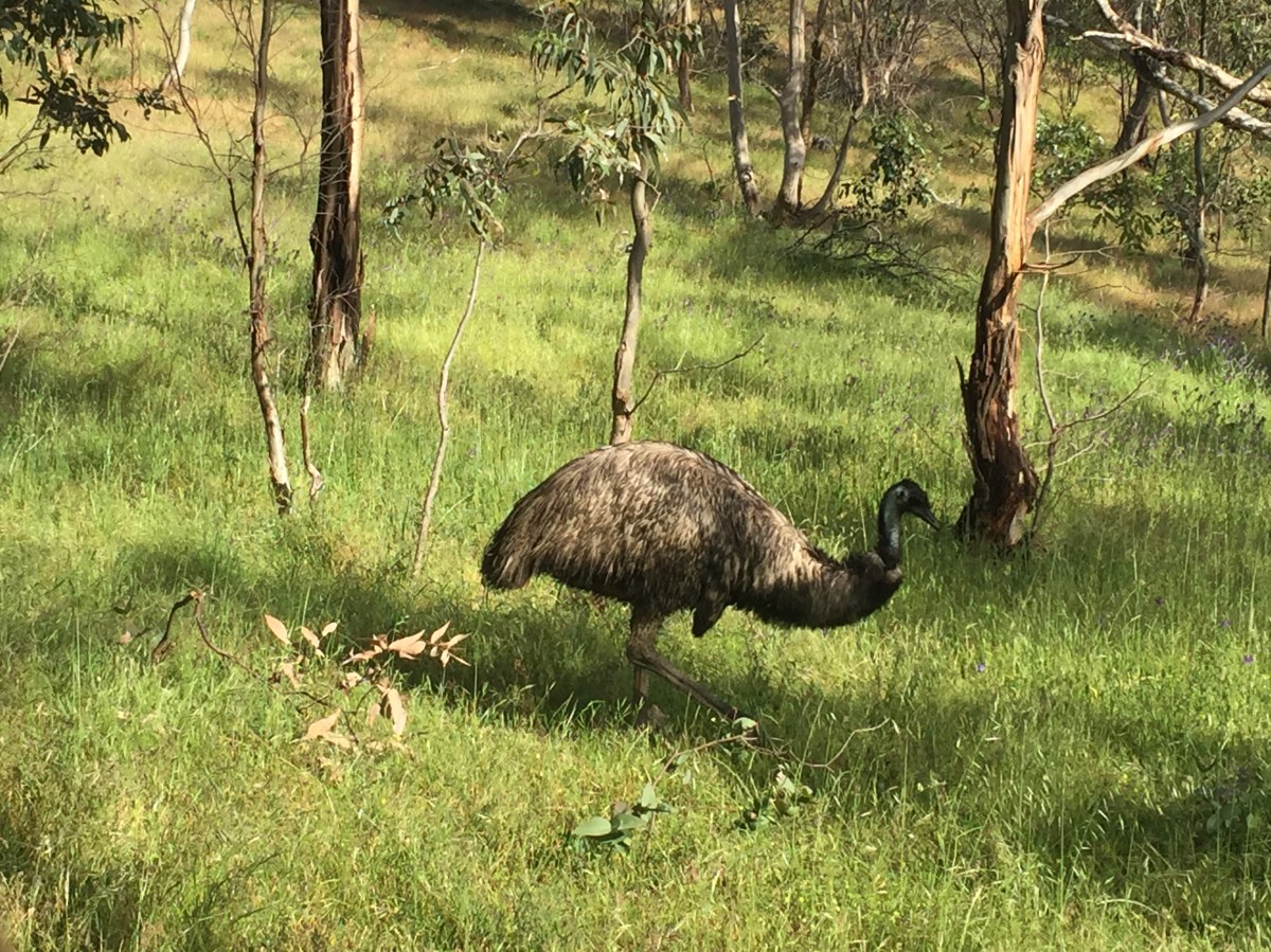 Emu at Para Wirra Recreation Park. Photo: Jodie Vidakovic